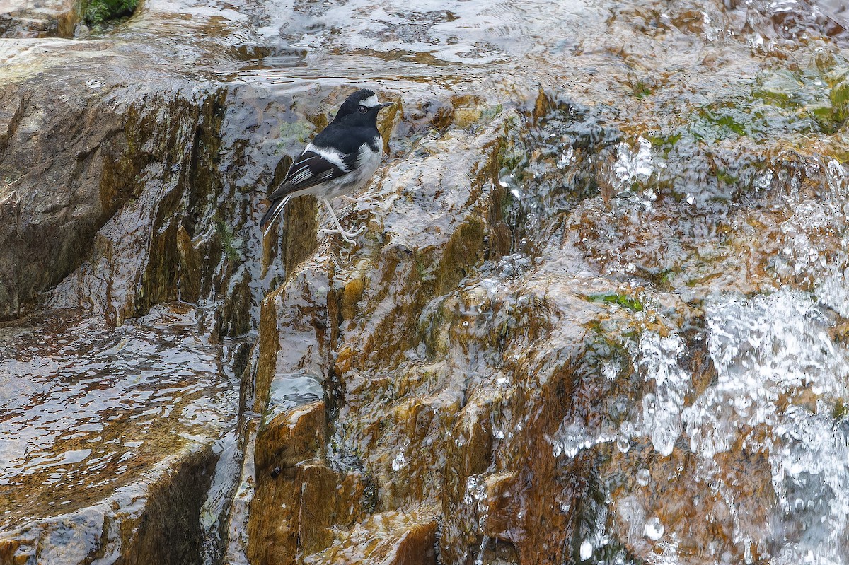 Вилохвістка гірська - ML644838786