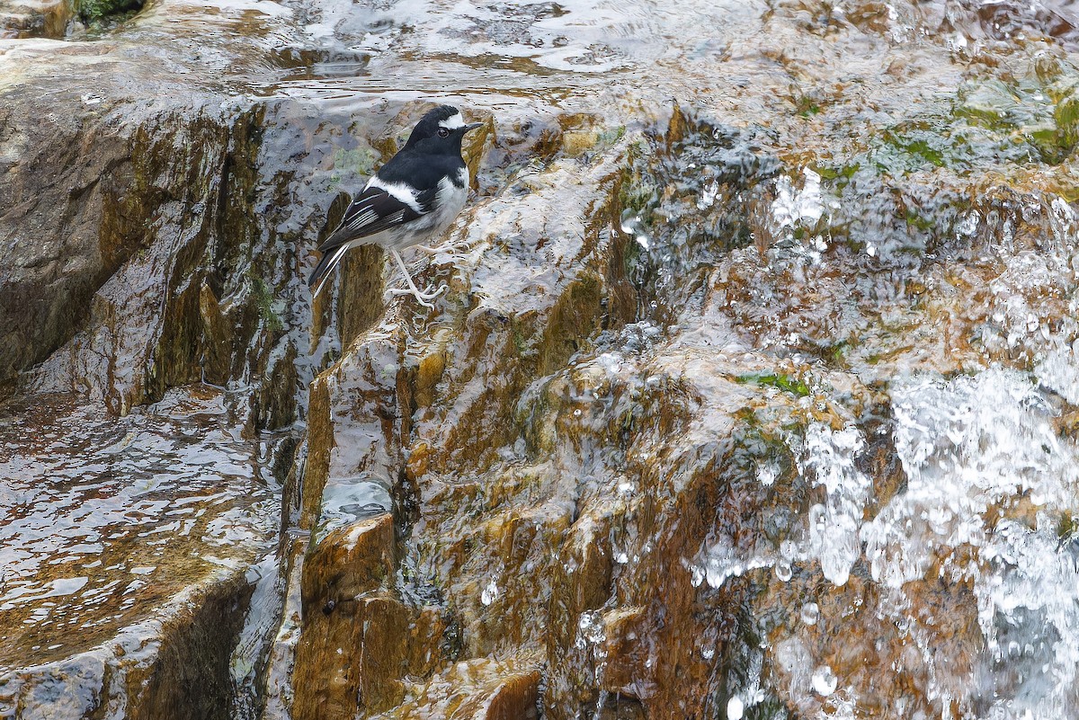 Вилохвістка гірська - ML644838787