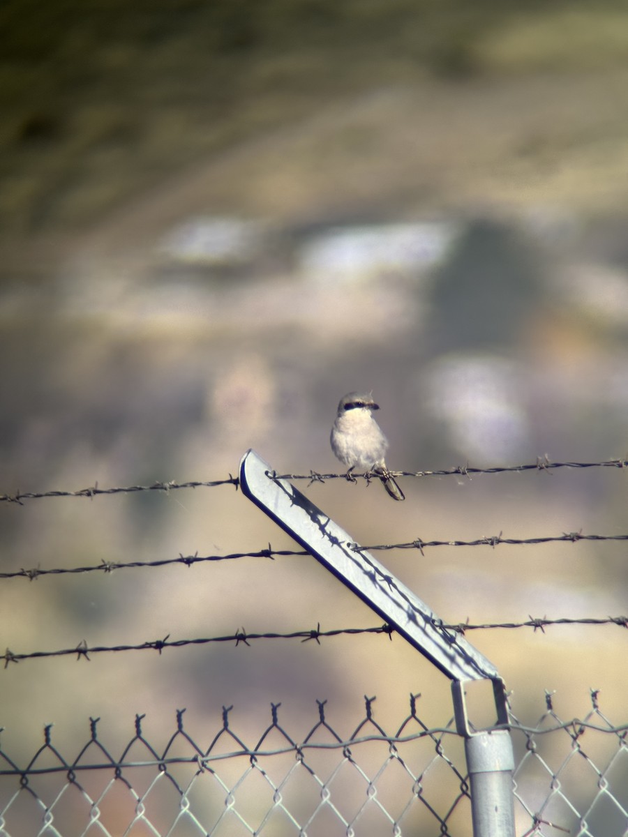 Loggerhead Shrike - ML644838808