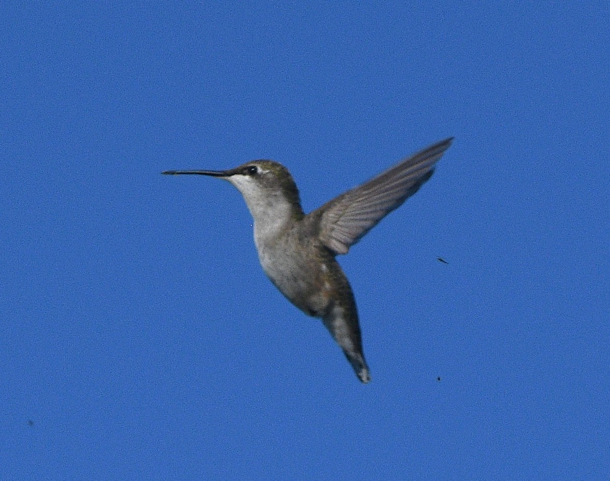 Ruby-throated Hummingbird - ML644838814