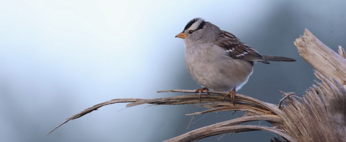 Bruant à couronne blanche - ML644838816