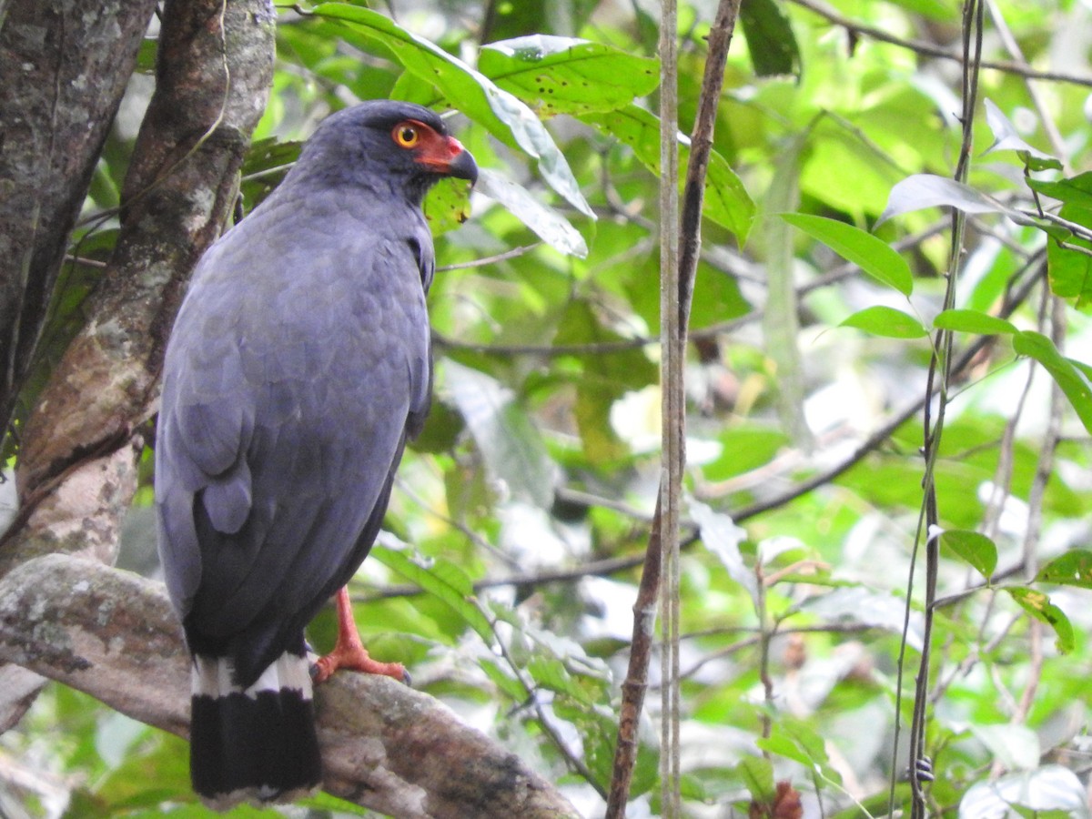 Buse ardoisée - ML644838826