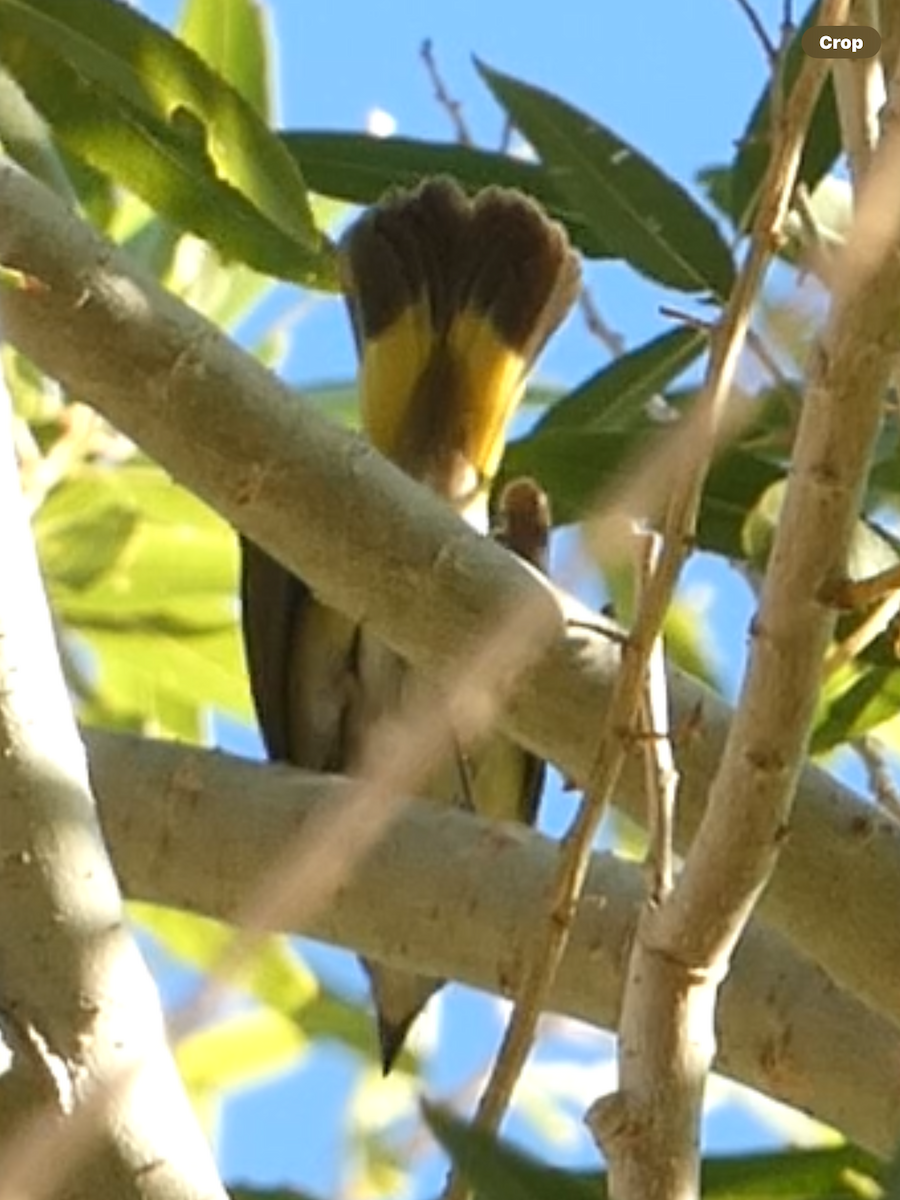 סבכון חכלילי - ML644838827