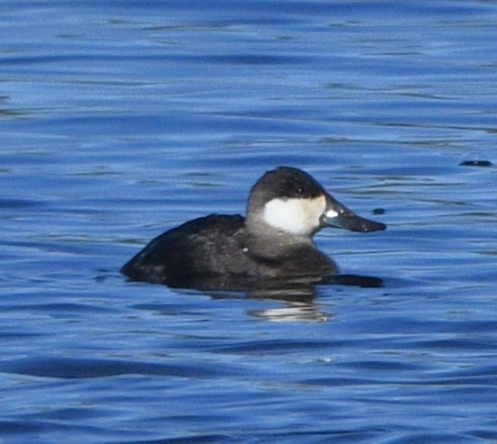 Американская савка - ML644838833