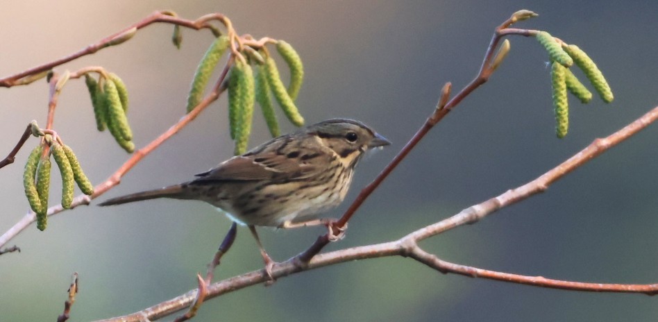 Lincoln's Sparrow - ML644838834
