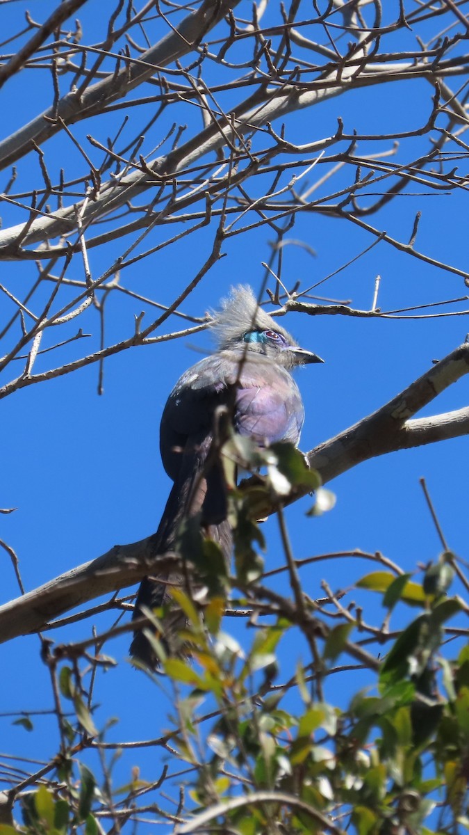 Tepeli Kua (cristata/dumonti) - ML644838855