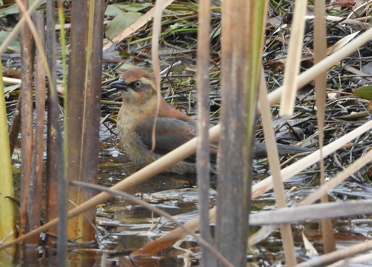 Rusty Blackbird - ML644838859
