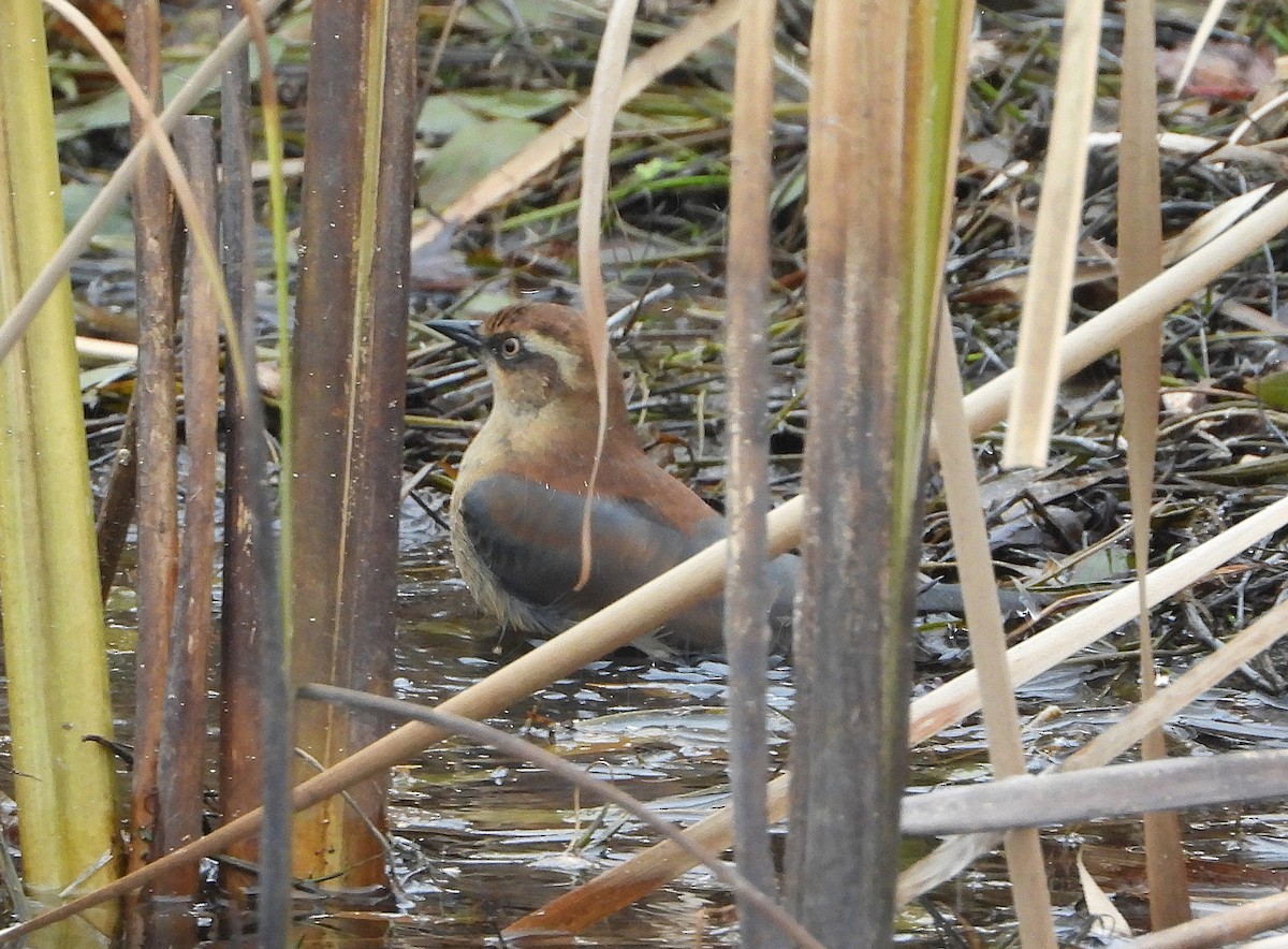 Rusty Blackbird - ML644838860