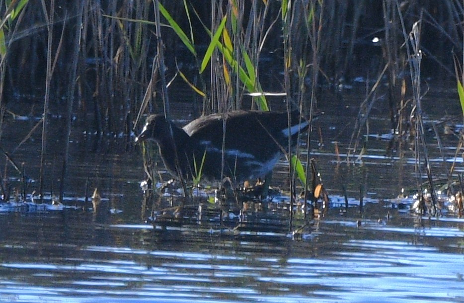 Common Gallinule - ML644838861