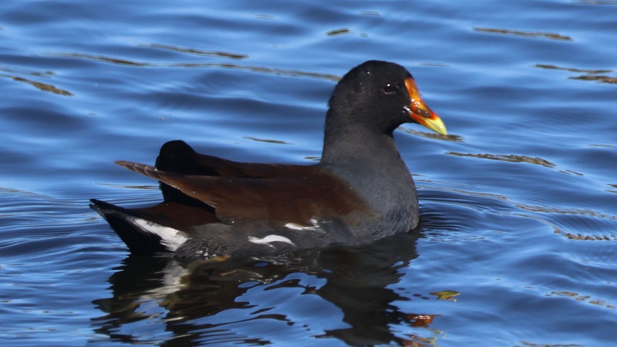 Common Gallinule - ML644838862