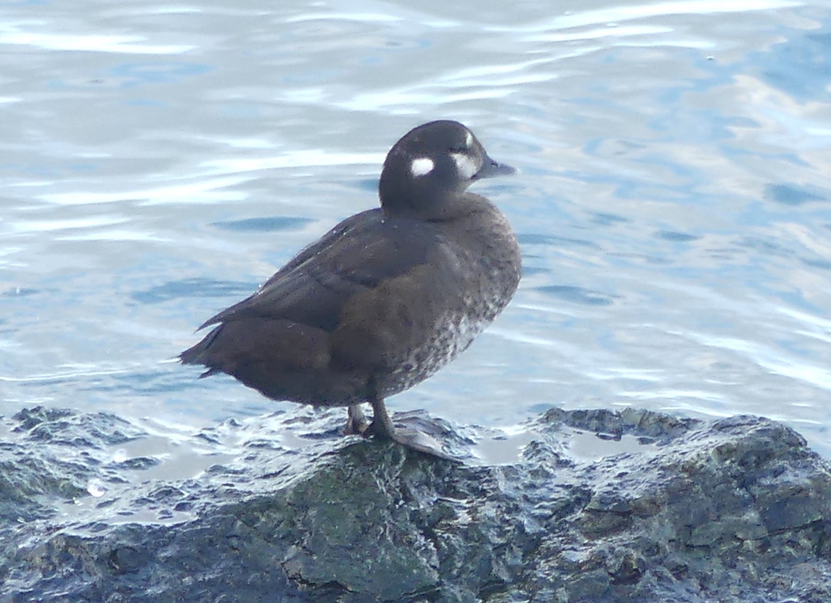 Harlequin Duck - ML644838874