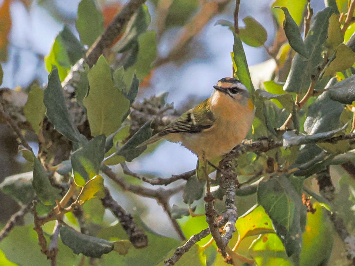 Fiorrancino - ML644838903