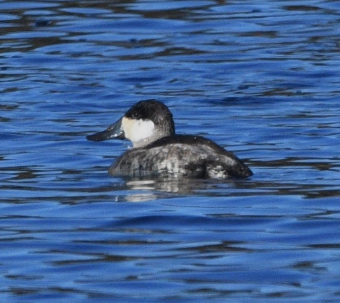 Американская савка - ML644838909