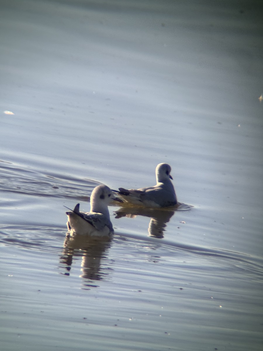Gaviota de Bonaparte - ML644838928