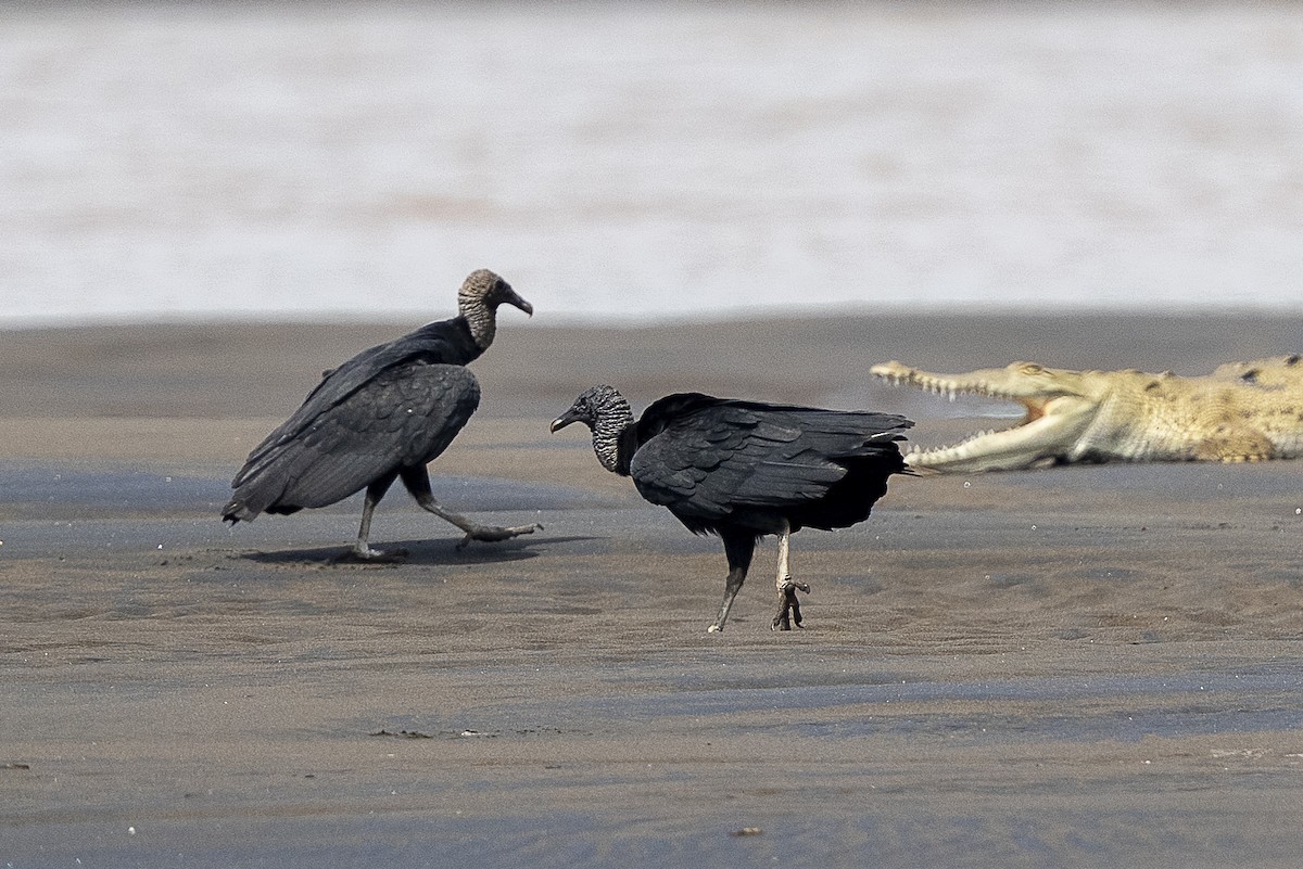 Zopilote Negro - ML644838934