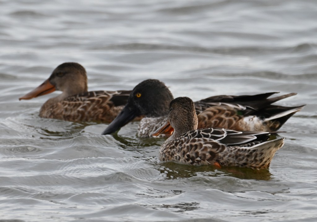 Cuchara Común - ML644838935