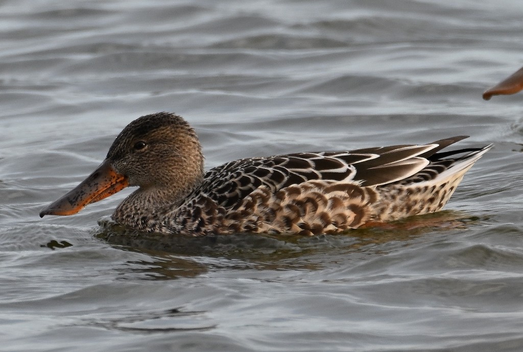 Cuchara Común - ML644838937