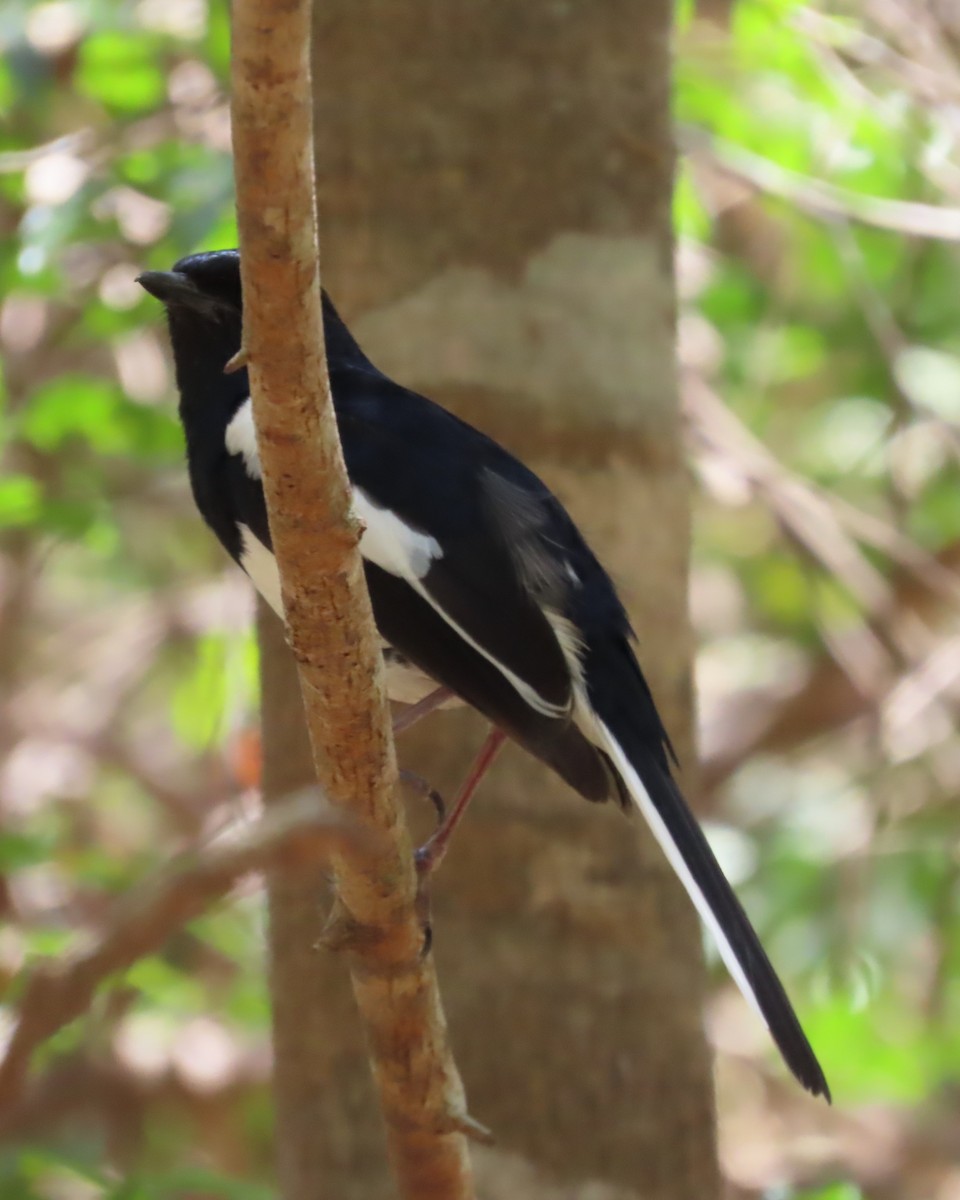 Shama Malgache (Ventriblanco inexpectatus) - ML644838938