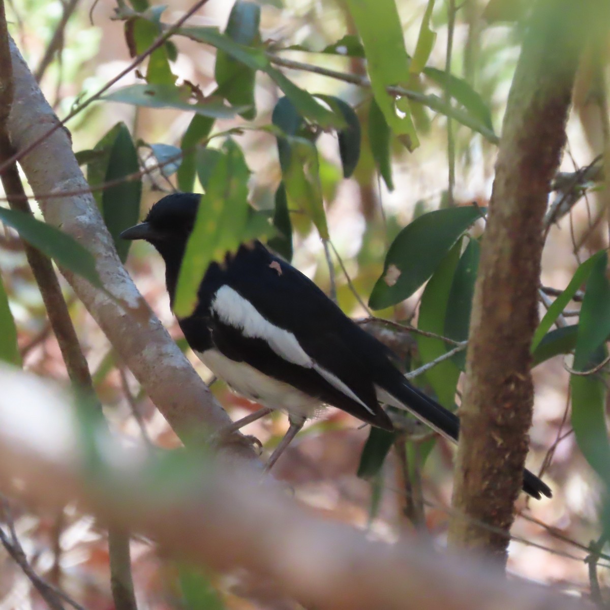 Shama Malgache (Ventriblanco inexpectatus) - ML644838939