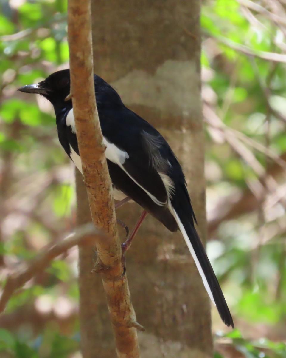 Shama Malgache (Ventriblanco inexpectatus) - ML644838940