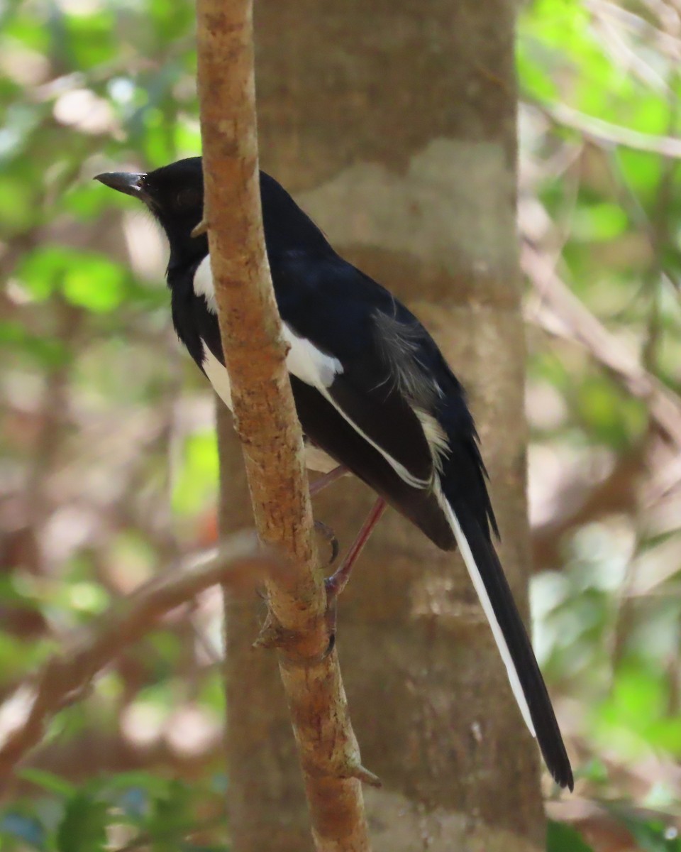 Shama Malgache (Ventriblanco inexpectatus) - ML644838941