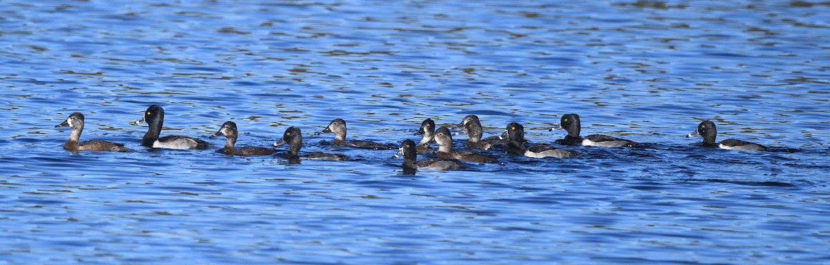 Porrón Acollarado - ML644838942