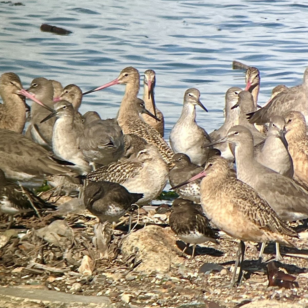 Aguja Canela - ML644838944