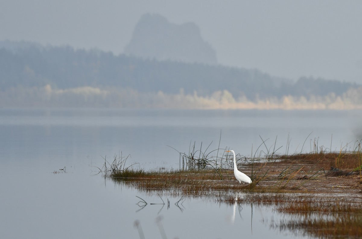 Garceta Grande - ML644838945