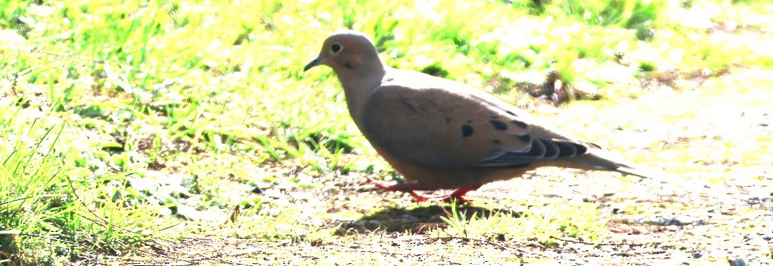 Zenaida Huilota - ML644838947