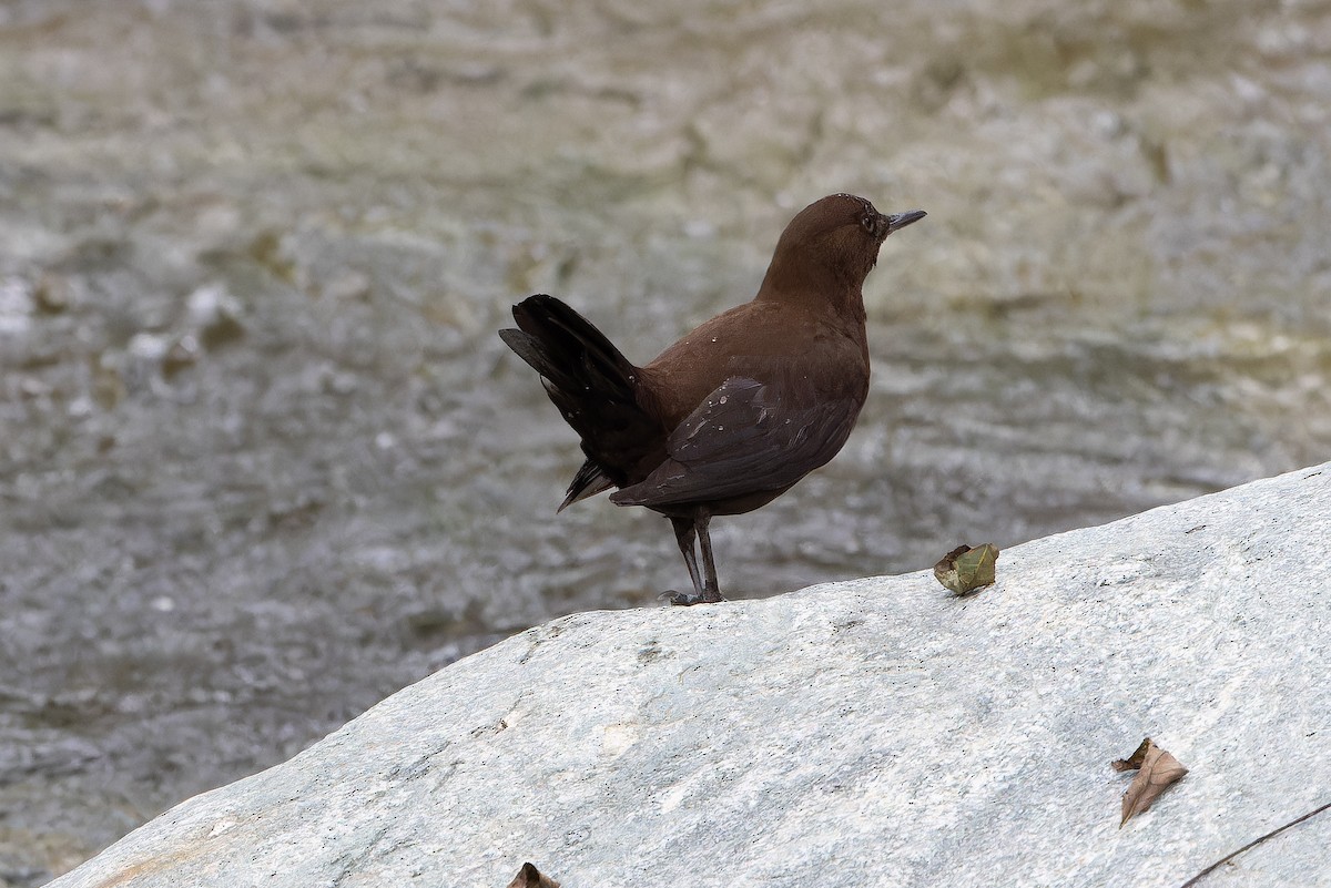 Mirlo Acuático Pardo - ML644838948