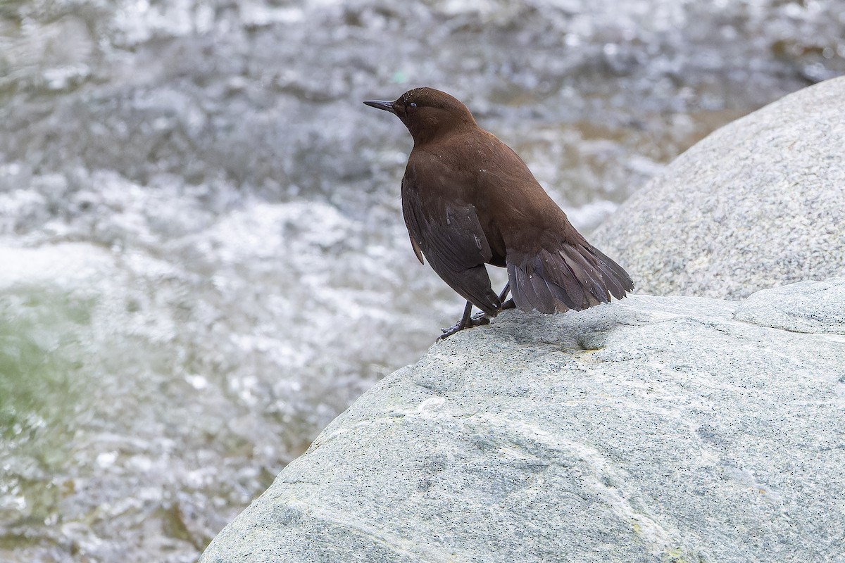 Mirlo Acuático Pardo - ML644838949