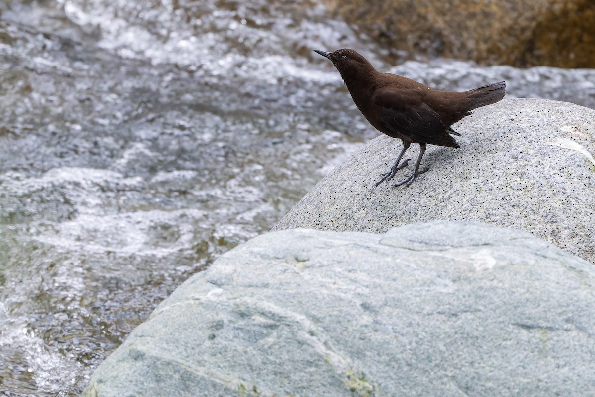 Mirlo Acuático Pardo - ML644838950