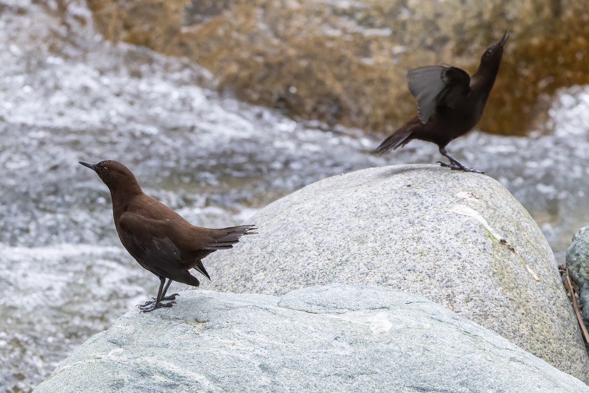 Mirlo Acuático Pardo - ML644838951
