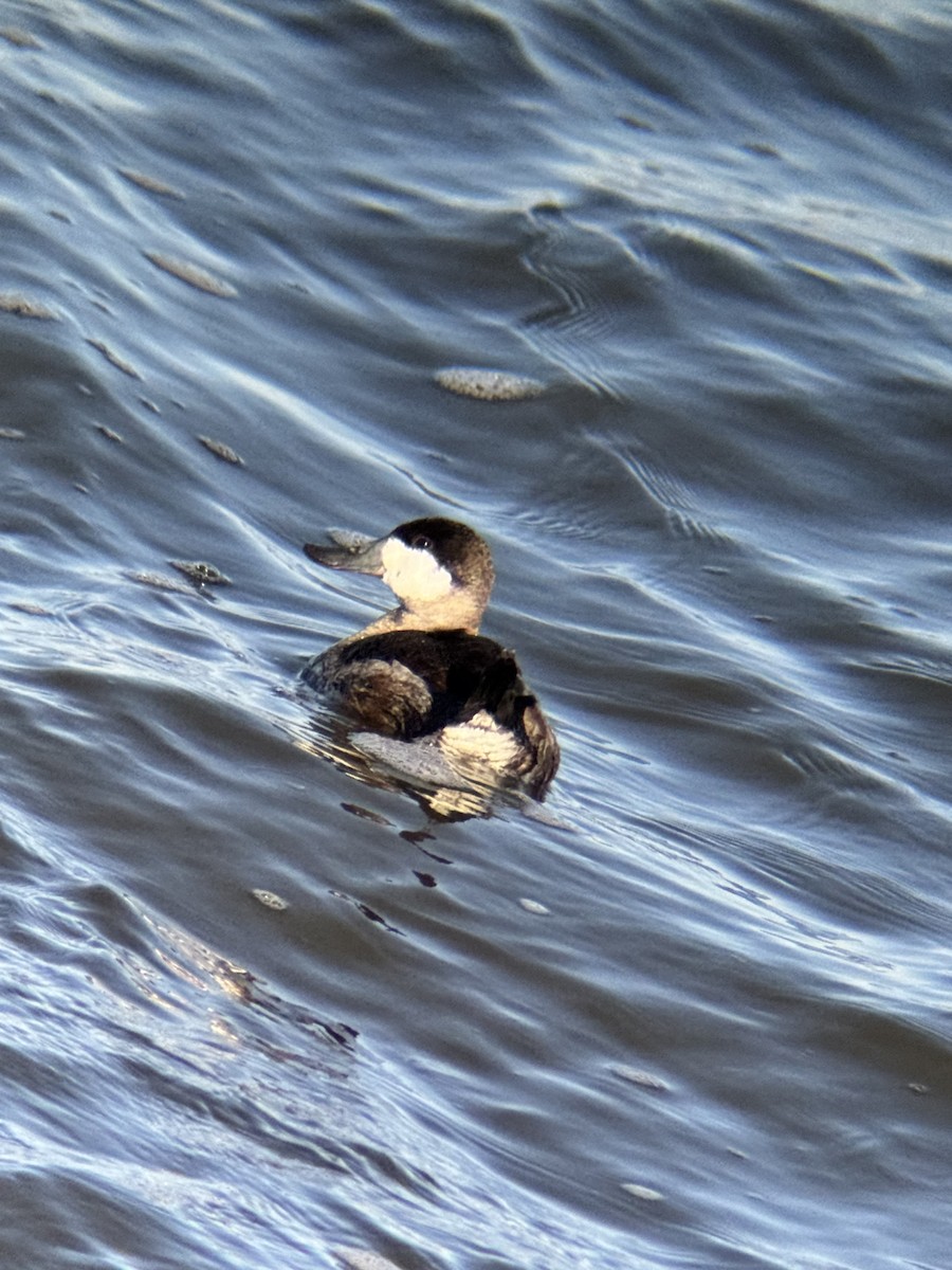 Gobbo della Giamaica - ML644838957