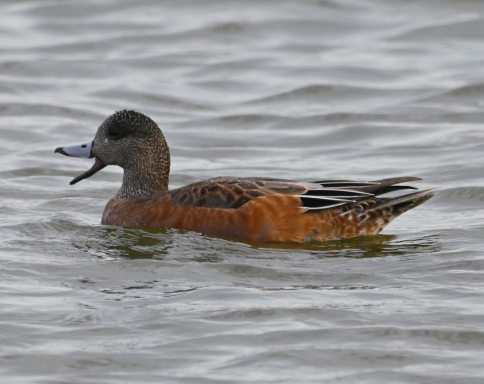 Silbón Americano - ML644838959