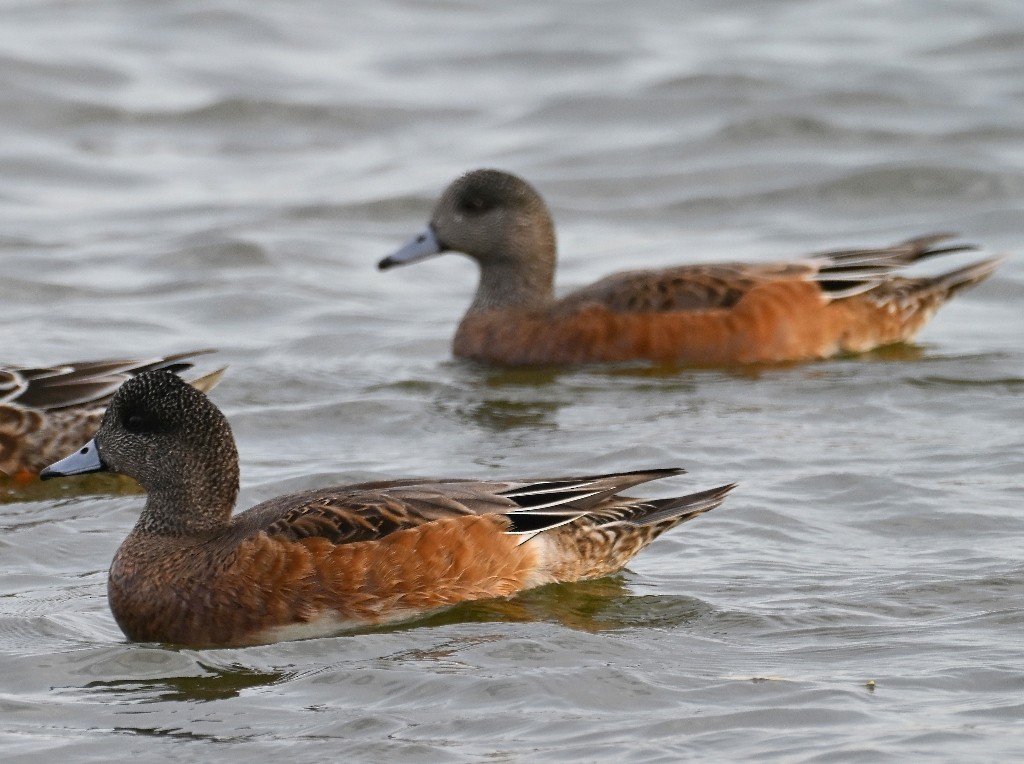 Silbón Americano - ML644838960