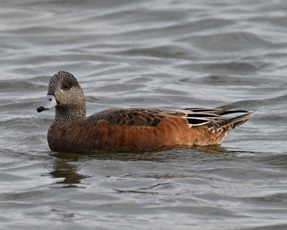 Silbón Americano - ML644838961