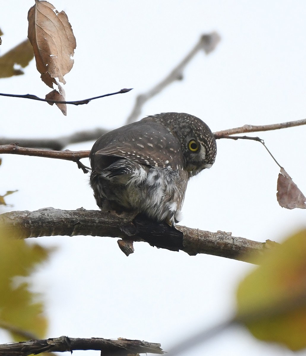 Mochuelo Gnomo - ML644838963