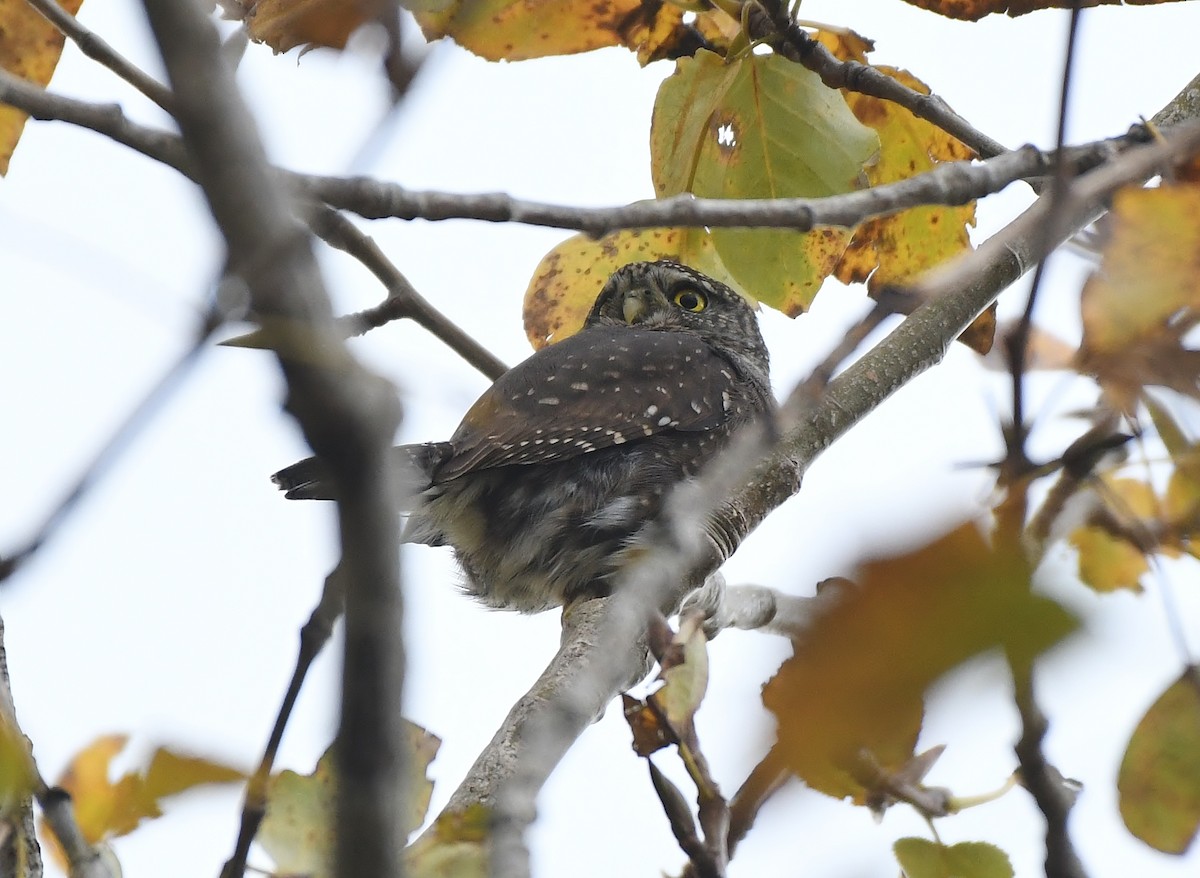 Mochuelo Gnomo - ML644838964