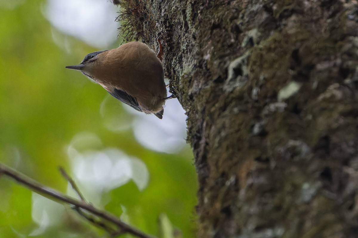 Trepador Azul (sinensis/formasana) - ML644838966