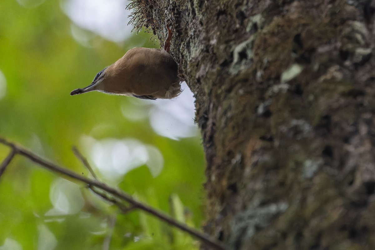 Garrapo eurasiarra (sinensis/formosana) - ML644838967