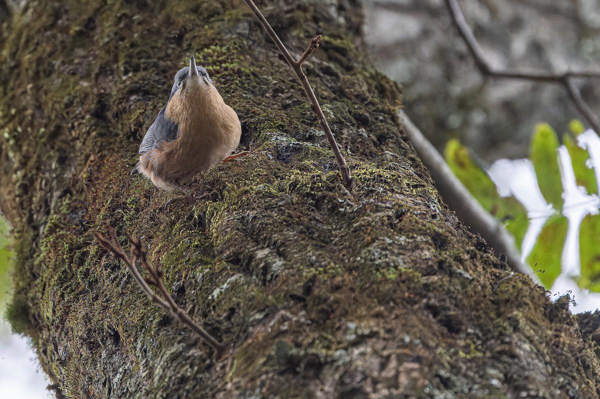 Trepador Azul (sinensis/formasana) - ML644838968