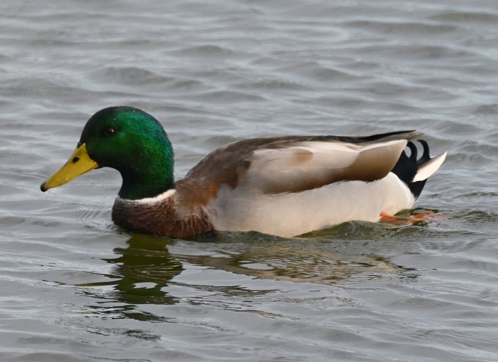 Ánade Azulón - ML644838969