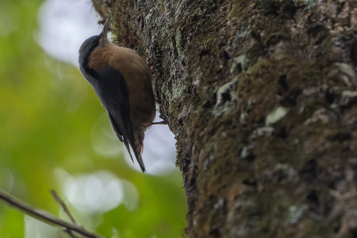 Trepador Azul (sinensis/formasana) - ML644838970
