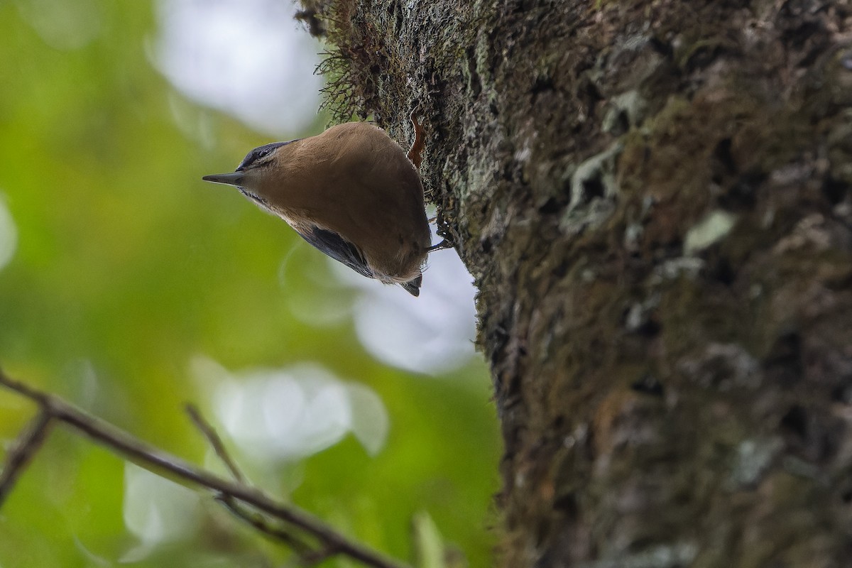 Trepador Azul (sinensis/formasana) - ML644838971