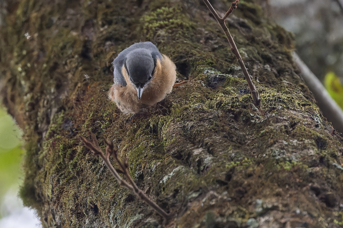 Trepador Azul (sinensis/formasana) - ML644838972