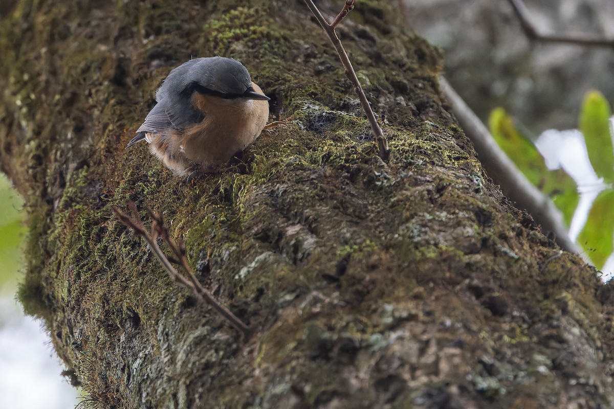 Garrapo eurasiarra (sinensis/formosana) - ML644838973
