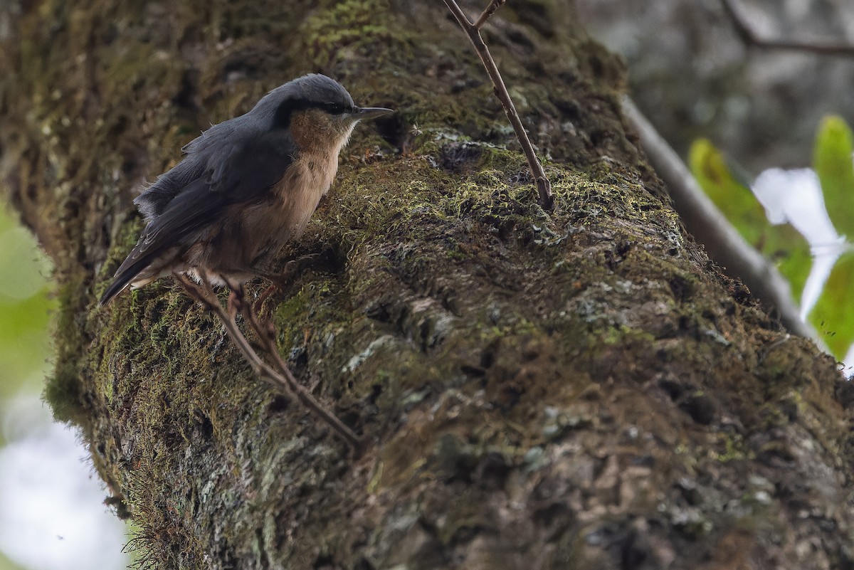 Trepador Azul (sinensis/formasana) - ML644838974