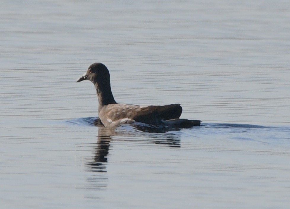 Gallineta Americana - ML644838975