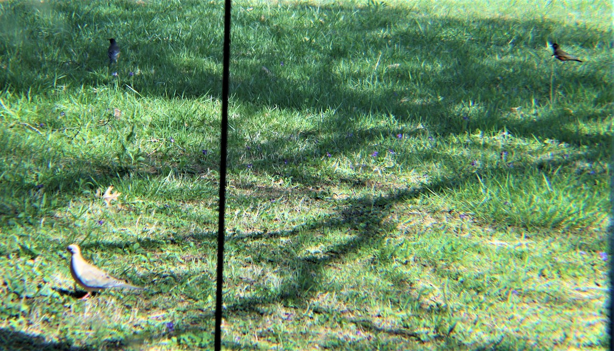 Странствующий дрозд - ML644838981